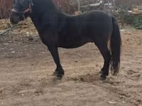 公马, Horses — 照片 5