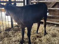 Vacă, Bovine — foto 3