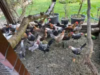 Dutch Bantam — photo 8