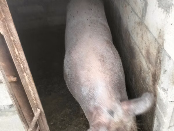 خنزير ذكر, الخنازير — مولدوفا