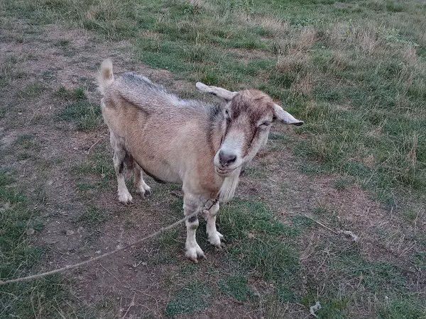 Ziege, Ziegen