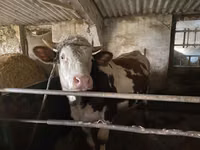 Bou, Simmental cattle — foto 5