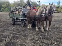 公马, Horses — 照片 4