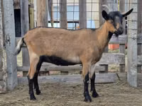 बकरी, Alpine goat — फ़ोटो 3