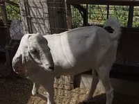 बकरी, Beetal goats — फ़ोटो 2