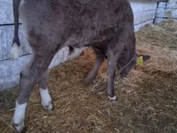 Bull, Cattle