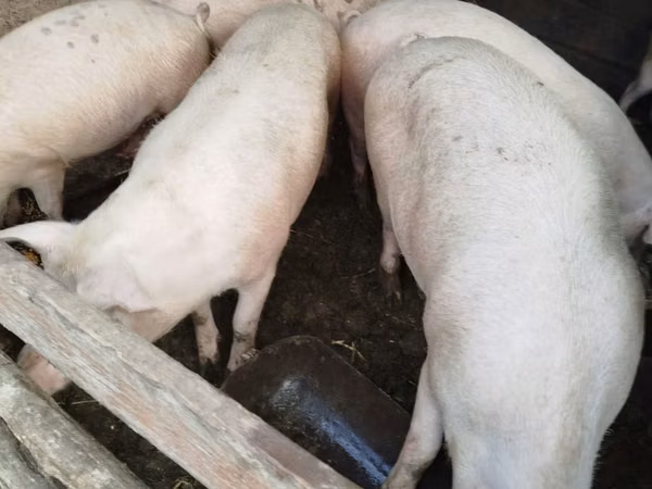 Scroafă, 