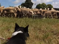 Qoyun, Lacaune sheep — foto 4