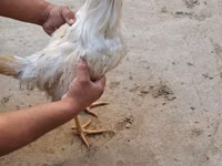Chickens — फ़ोटो 4