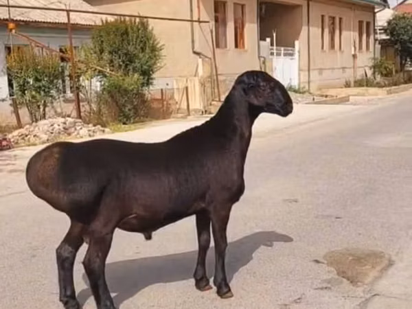 公羊, Sheep