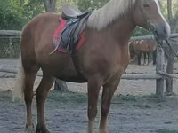 Stute, Haflinger — Foto 1