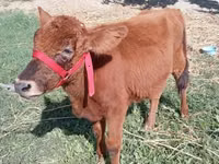 Bou, Bovine — foto 3