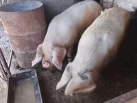 Vier, Porci — foto 3