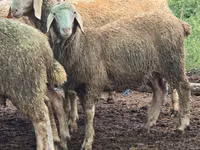 Schaf, Schafe — Foto 4