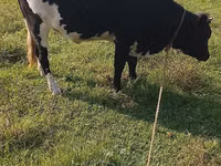بقرة, Russian Black pied cattle — الصورة 4