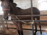 Yegua, Thoroughbred horse — foto 2