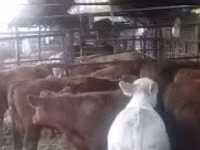 Bull, Cattle — photo 3