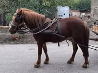 公马, Horses — 照片 4