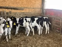 ثور, Russian Black pied cattle — الصورة 5