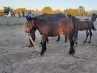 Aygʻir, Friesian — 2-rasm