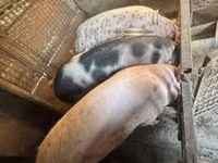 Säue, Schweine — Foto 1