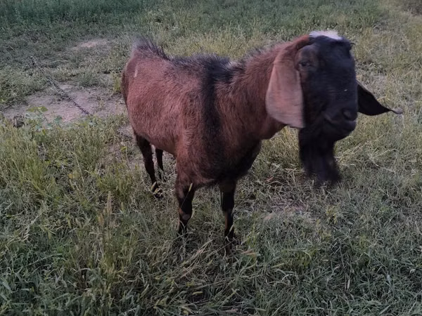 Ziegenbock, Nubian Goat — Republik Moldau