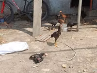 Chickens — الصورة 1