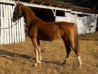 Mare, Dutch warmblood horse — photo 3