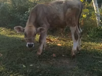 Buğa, Swiss cattle — foto 3