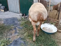 Berbec, Rhon sheep — foto 3