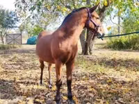 Cal, Nonius horse — foto 7