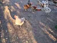 Chickens — 照片 7