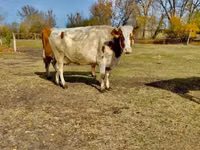 Vaca, Raça Holstein — foto 1