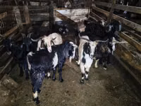 Cabras (lote, sexo no especificado), Cabras — foto 3