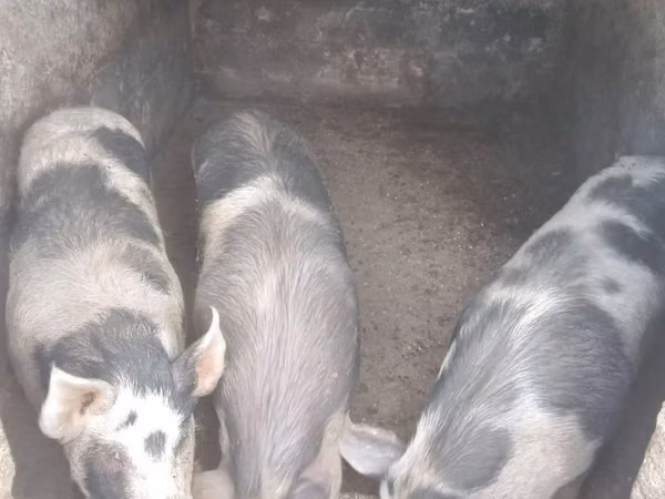 Säue, Schweine