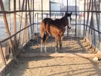 公马, Horses — 照片 7