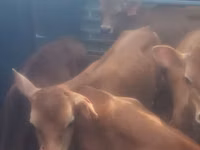 Bull, Cattle — photo 2