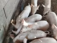 नर सूअर — फ़ोटो 1