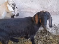 Cabra, Nubian Goat — foto 5