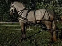 Aygʻir, Lipizzaner — 4-rasm