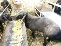Ram, Hissar sheep — photo 4