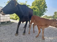 Kuh, Limousin-Kuh — Foto 5