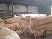 母牛, Blonde d’Aquitane cattle — 照片 2