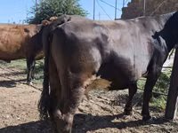 Vaca, Russian Black pied cattle — foto 2