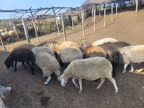 Schaf, Schafe — Republik Moldau