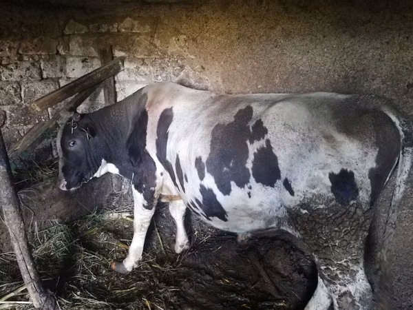Bou, Rasa Holstein