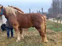 公马, Suffolk Punch — 照片 8