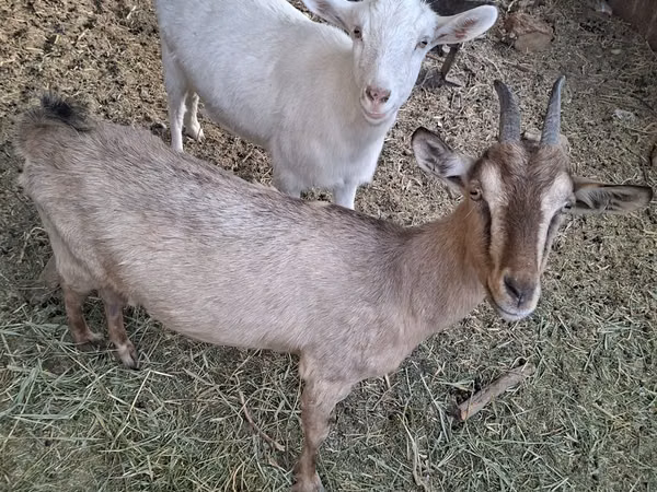 Țap, Russian White goat
