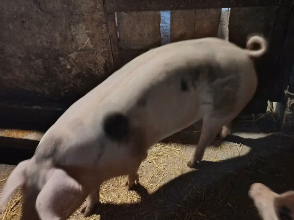 Scroafă, Porci — Republica Moldova