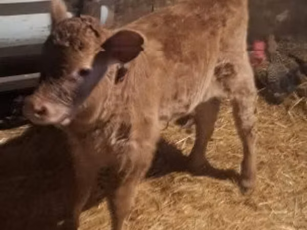 Bull, Cattle